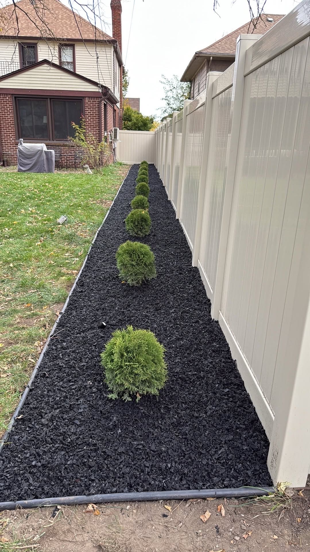 Globe Arborvitae Installation